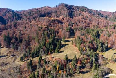 Teren Construcții extravilan de 20000 mp, în Siriu - 4