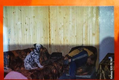 Lepsa Vrancea ,zona retrasa linistita si sigura,cabana si teren de vanzare - 5