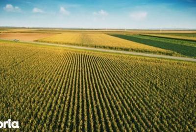 Teren de 1600 mp, în Central