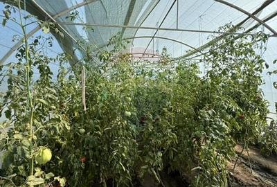 Casa de vanzare Fierbinti-Targ - 13