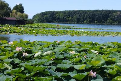 Chirie 2 camere Snagov - 2