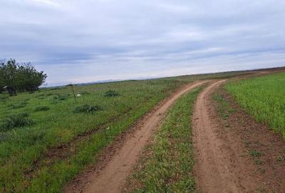 Teren extravilan, loc Densa, Jud Dolj