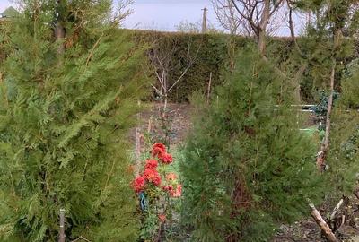 Teren de 800 mp, în Central