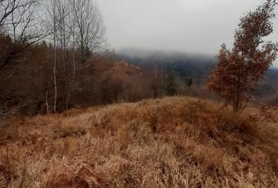 Teren de 5000 mp, în Potoci - 2