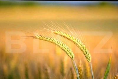 Teren agricol extravilan, 1585 Ha, zona Valea Muresului - 1