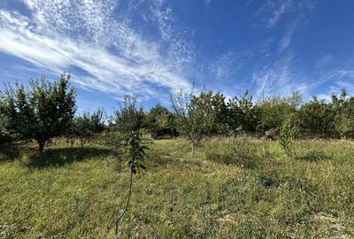 Casa de vanzare, parter 4 camere, garaj, 1424mp teren - Bucium- Visani, IASI - 3