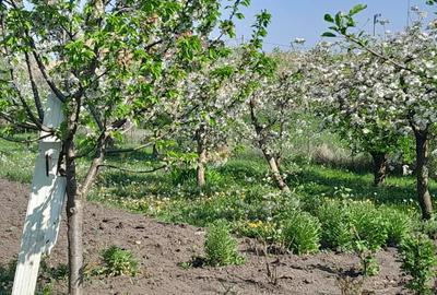 Casă cu 1 camere în Cistei - 7