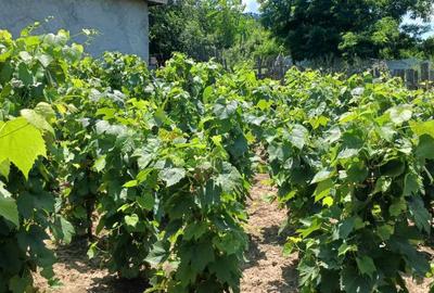 Casa batraneasca de vanzare Casa batraneasca de vanzare - 2