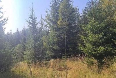 Teren de 26000 mp, în Dealu Negru - 6