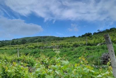 Casă cu 6 camere cu Teren 23000 Mp în Horodiștea - 7