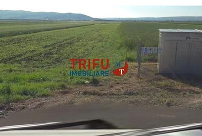Teren de 5800 mp, în Sântimbru - 5