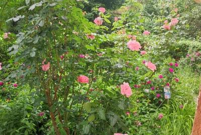 Apartament de 2 camere zona ASTRA - 6