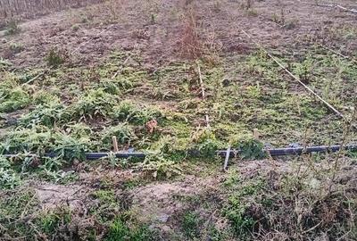 Teren de 10000 mp, în Dieneț - 3