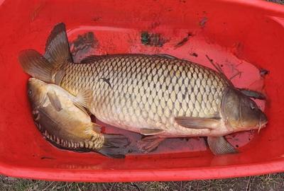 Teren Construcții intravilan de 2225 mp, în Mogoșești - 5