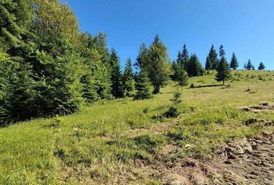 Teren de 3500 mp, în Tiha Bârgăului - 7