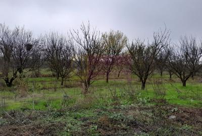 Casă individuală cu 3 camere cu Canalizare în Bărcănești - 53