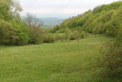 Teren de 27500 mp, în Săcărâmb - 3