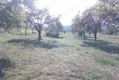 Teren de 2000 mp, în Coaș - 1