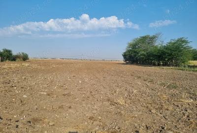 Teren de 4000 mp, în Bălăceanca - 9