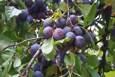 Teren de 4100 mp, în Rușavăț - 1