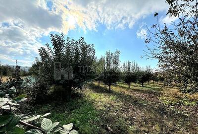 Livada+gradina, teren intravilan 2902mp, Damienesti-Bacau... - 4