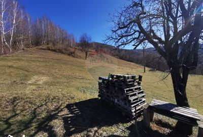 Teren de 10100 mp, în Bulz - 7