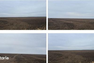 Teren de 5000 mp, în Gălbinași - 1