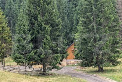 Teren intravilan de vanzare in Colibi?a oportunitate - 2