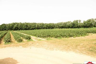 Casa cu teren 4,3 hectare in Livada ( ID 22148) - 6