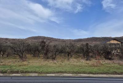 Teren de 14500 mp, în Baciu - 3