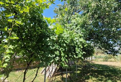Casă individuală cu 3 camere cu Teren 2000 Mp în Malu Vânăt - 11