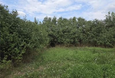 RECO IMOBILIARE CASA BATRANEASCA TINCA - 1