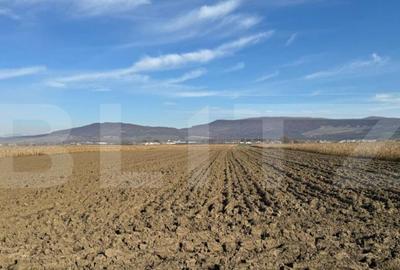 Teren de 5300 mp, în Arcalia - 7