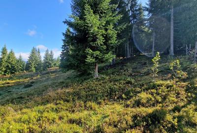 Teren Construcții intravilan de 9908 mp, în Dorna-Arini - 6