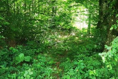 Teren Valiug 900-2400 mp acces auto utilita?i negociabil - 20