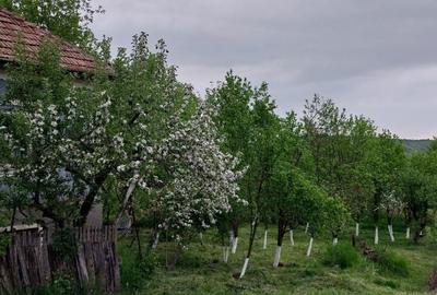Casă cu 2 camere în Sic - 6
