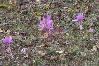 Casă cu 3 camere în Central - 10