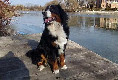 VILĂ DEOSEBITĂ PE MALUL LACULUI – MOGOȘOAIA | 1000 MP CURTE | PONTON 3 - 8