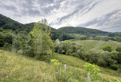 Teren extravilan 23.376 mp, in apropiere de Brad Teren extravilan 23.376 mp, in apropiere de Brad - 5