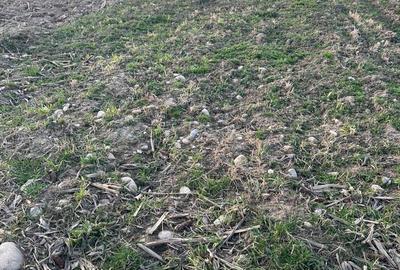 Spațiu comercial, în Orlat - 1