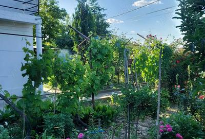 Casă cu 6 camere cu Teren 2000 Mp în Cataloi - 4