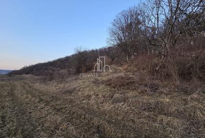 Teren agricol extravilan de 28800 mp, în Sud - 6