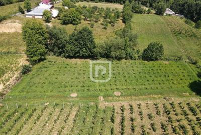 Casa la tara cu 30 ari Rasca - 8