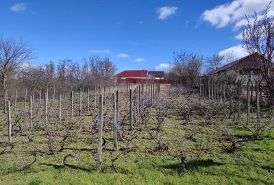 Teren de 1260 mp, în Ghidigeni - 9