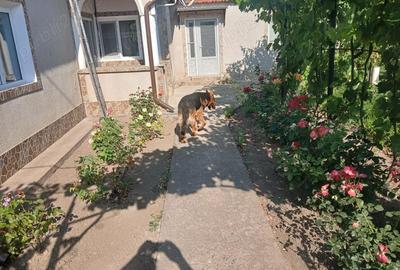Casă cu 3 camere cu Teren 1756 Mp în Chilia Veche - 9