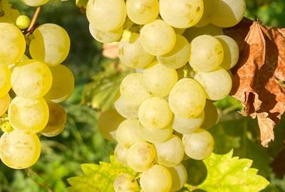 Casă cu 4 camere cu Garaj în Exterior Est - 27