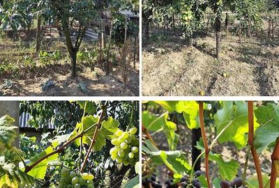 Casă cu 3 camere cu Teren 2826 Mp în Saca - 6