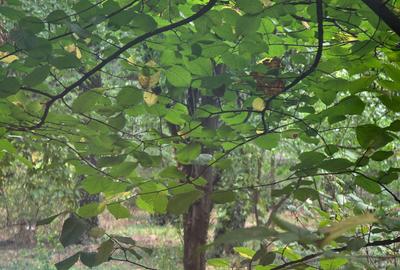 2 camere bloc rusesc Drumul Taberei - Afi Cotroceni parter - 35