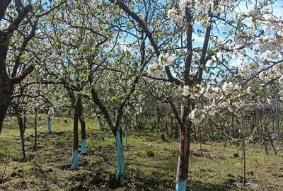 Casă cu 6 camere cu Teren 1082 Mp în Dragomirești-Deal - 10