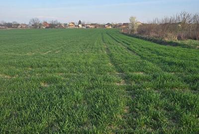 Spațiu comercial, în Lazuri - 3